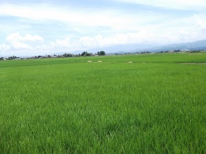 今年は雨が少なく、米農家は稲の生育が気になる様です。