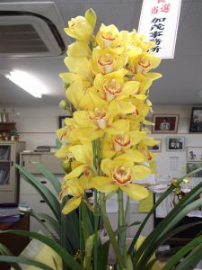 イメージカラーの黄色い蘭をお祝いに頂きました