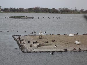 瓢湖の鴨と白鳥