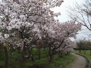 八重桜が満開でした