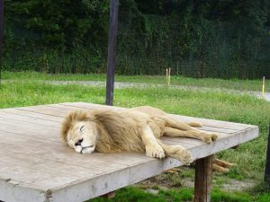 夜の数時間だけ活動するホワイトライオン。昼間はひたすらお昼寝です。