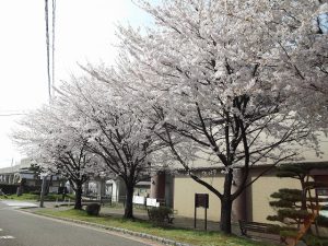 地元事務所の近くも桜が満開。
