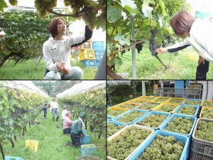 栃尾ワインを楽しむ会の皆さんとブドウの収穫をさせて頂きました。