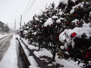 強烈な寒波の襲来で、一気に雪景色になりました